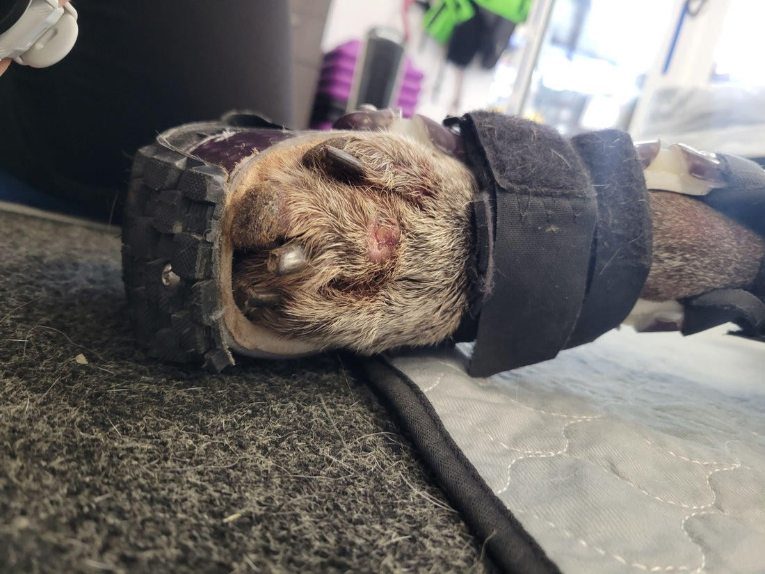My Dog's Foot Is Swollen After Coming Out of the Splint!" Understanding the Transition from a Splint to a Custom Brace