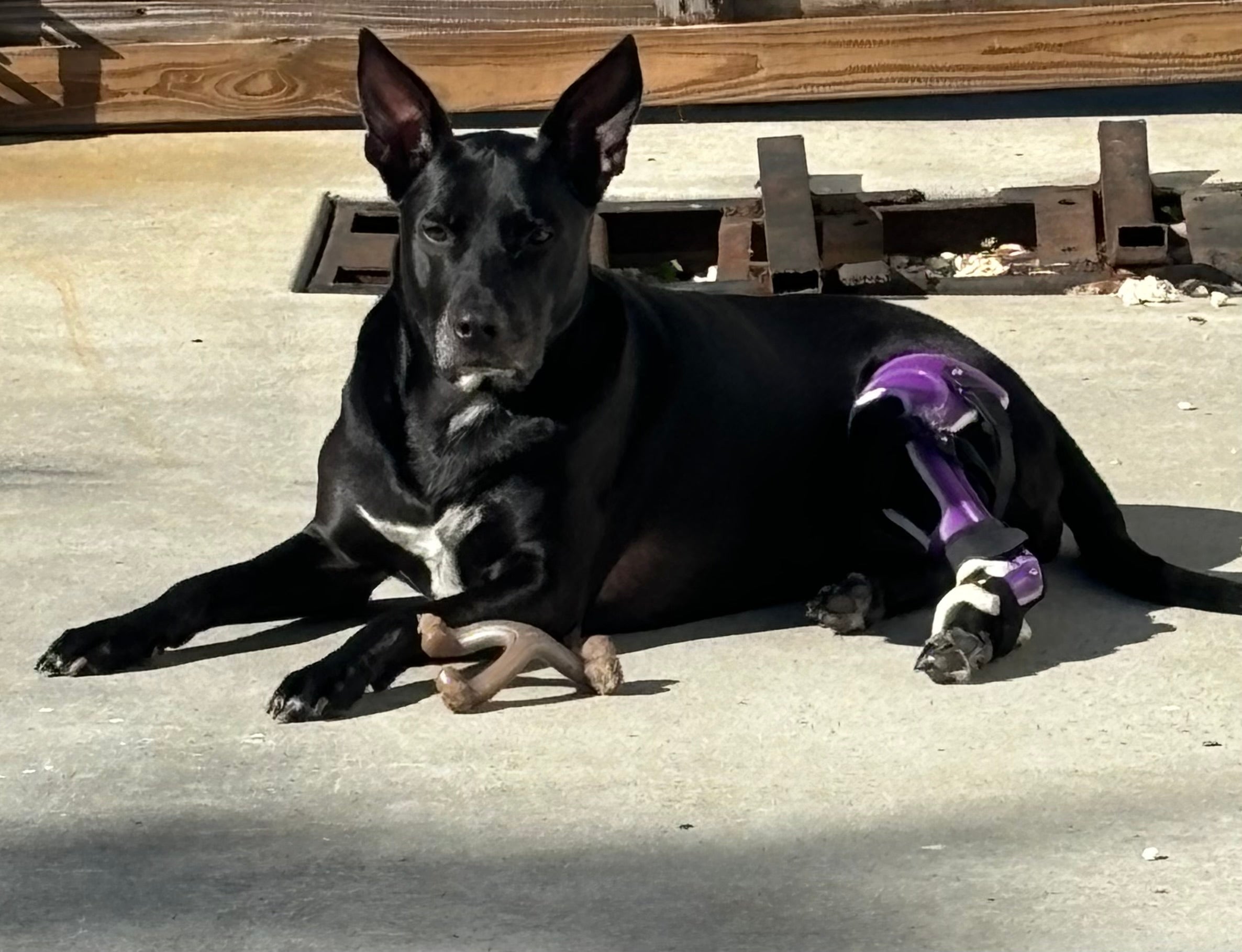 Is a Stifle Brace the Right Solution for Your Dog?