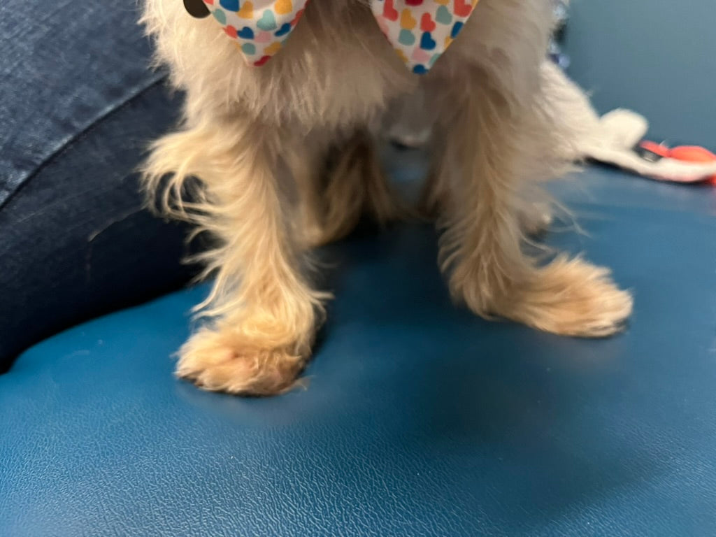 Understanding Planes of Motion in Veterinary Orthotics and Prosthetics