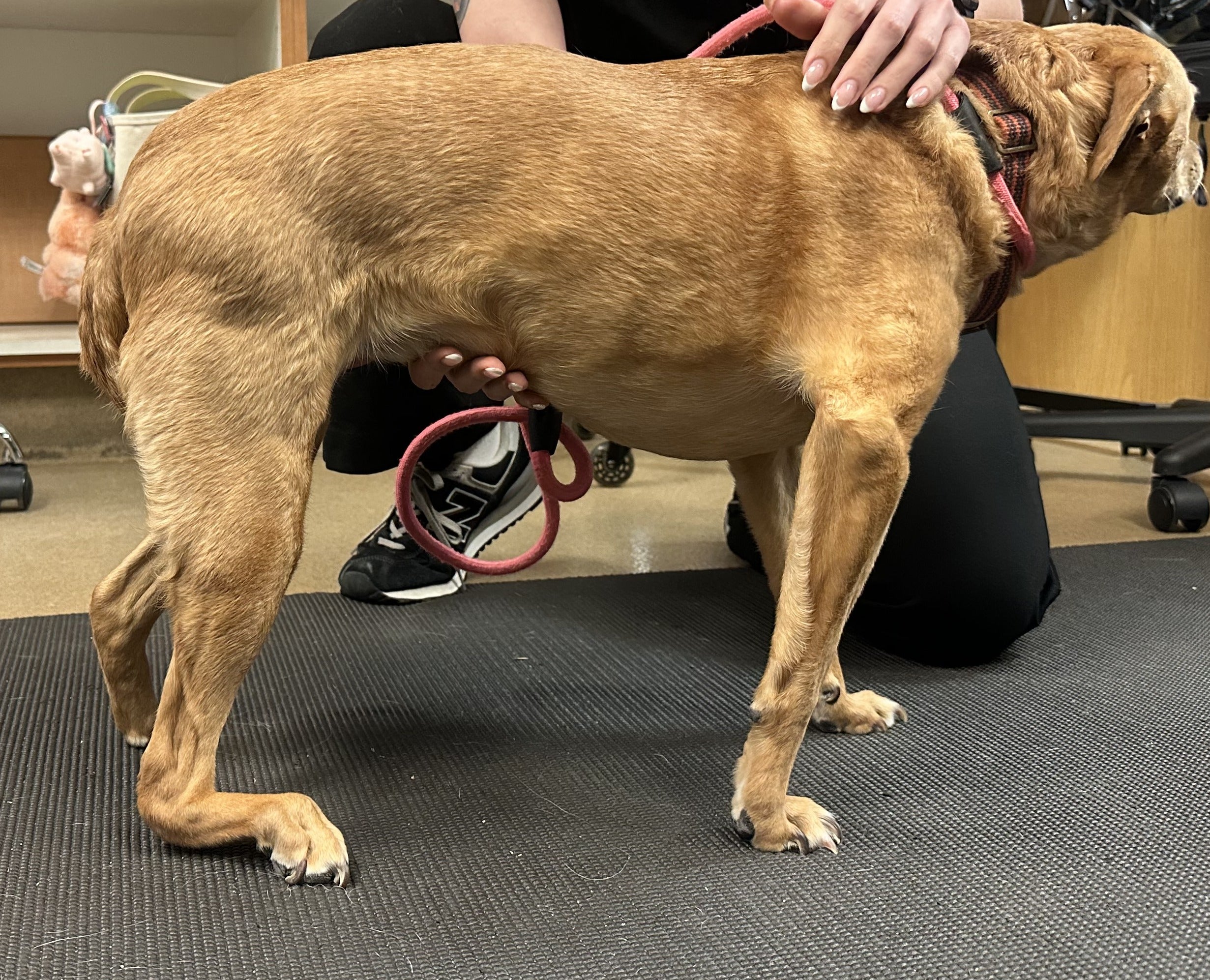 To Fuse or Not to Fuse: A Non-Surgical Alternative to Arthrodesis in Dogs