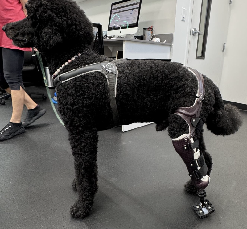 Saving More Limb: Why Partial Limb Prostheses Can Be a Great Option