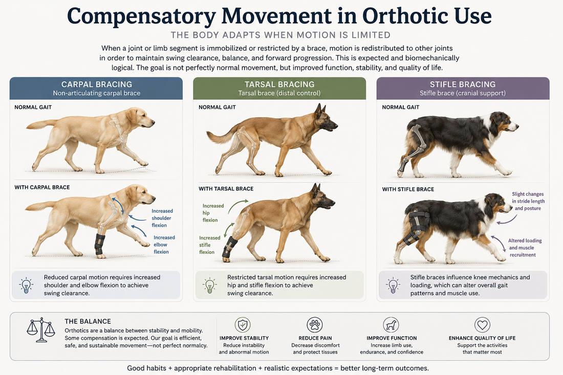 Understanding Compensatory Movement in Orthotics: Why Braces Change the Way Dogs Move
