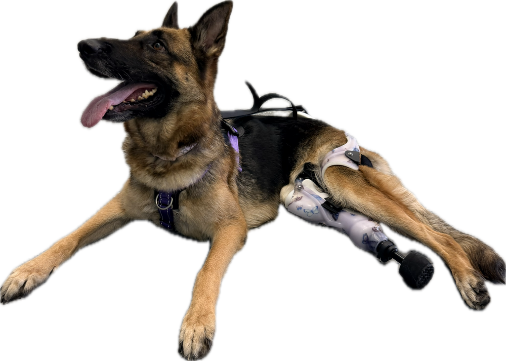 ExoPets Partial Prosthesis Case-by-case pricing (invoiced after review)