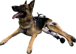 ExoPets Partial Prosthesis Case-by-case pricing (invoiced after review)