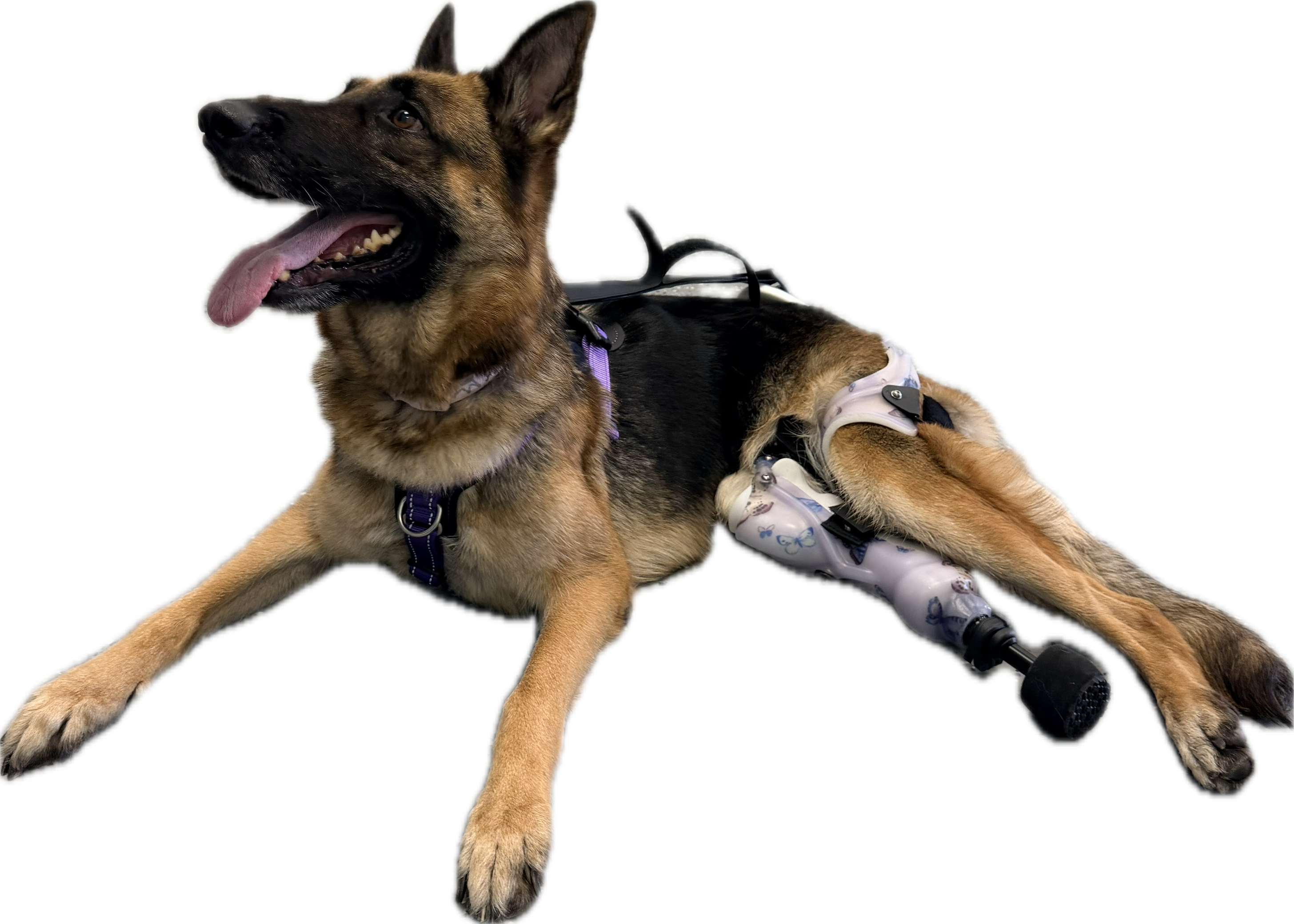 ExoPets Partial Prosthesis Case-by-case pricing (invoiced after review)