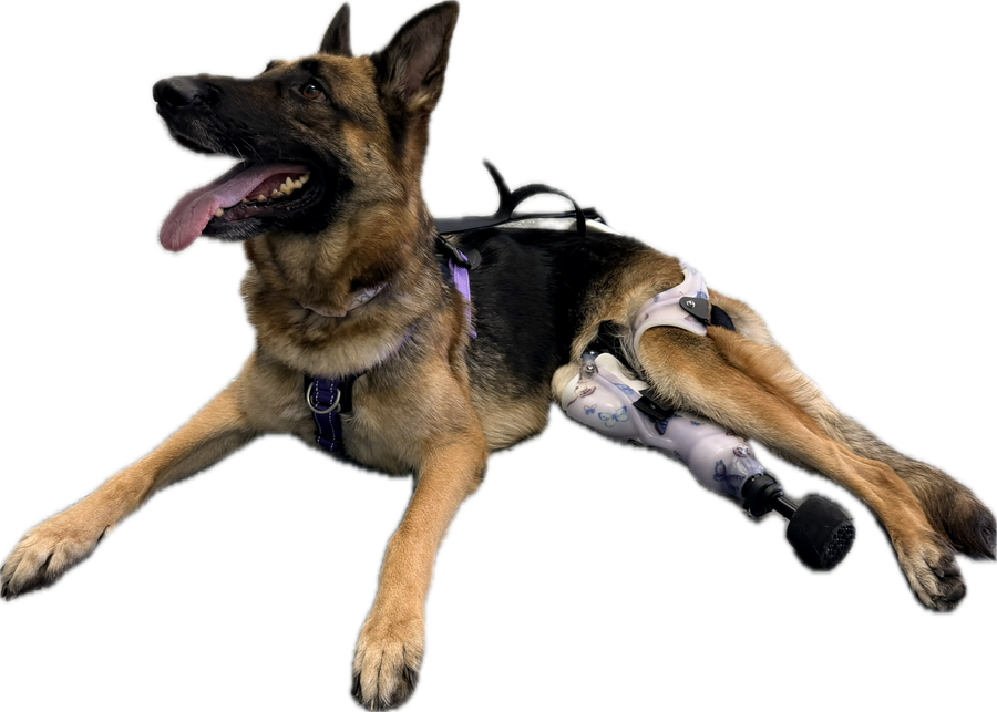 ExoPets Partial Prosthesis Case-by-case pricing (invoiced after review)