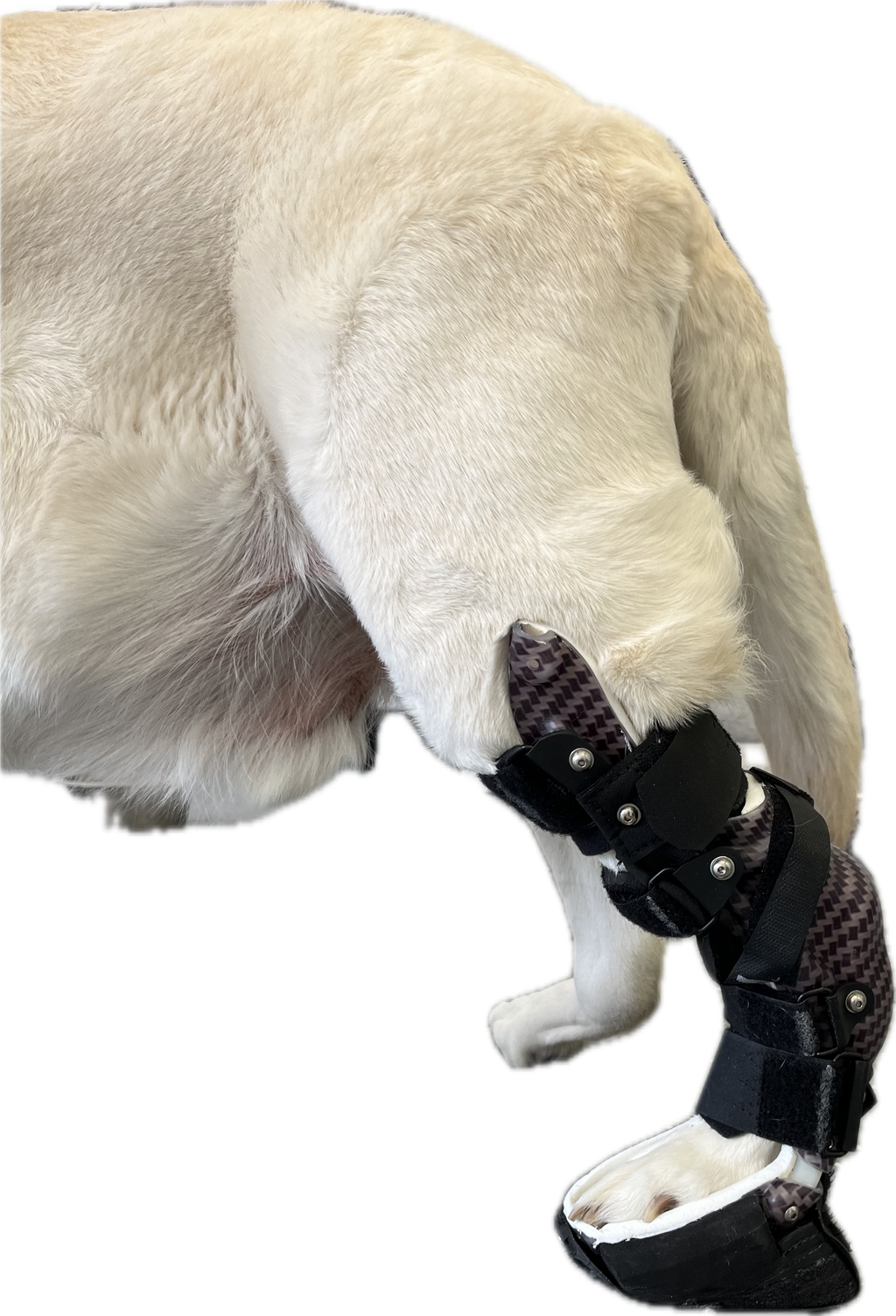ExoPets Tarsus Orthosis