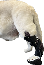 ExoPets Tarsus Orthosis