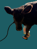 Livestock