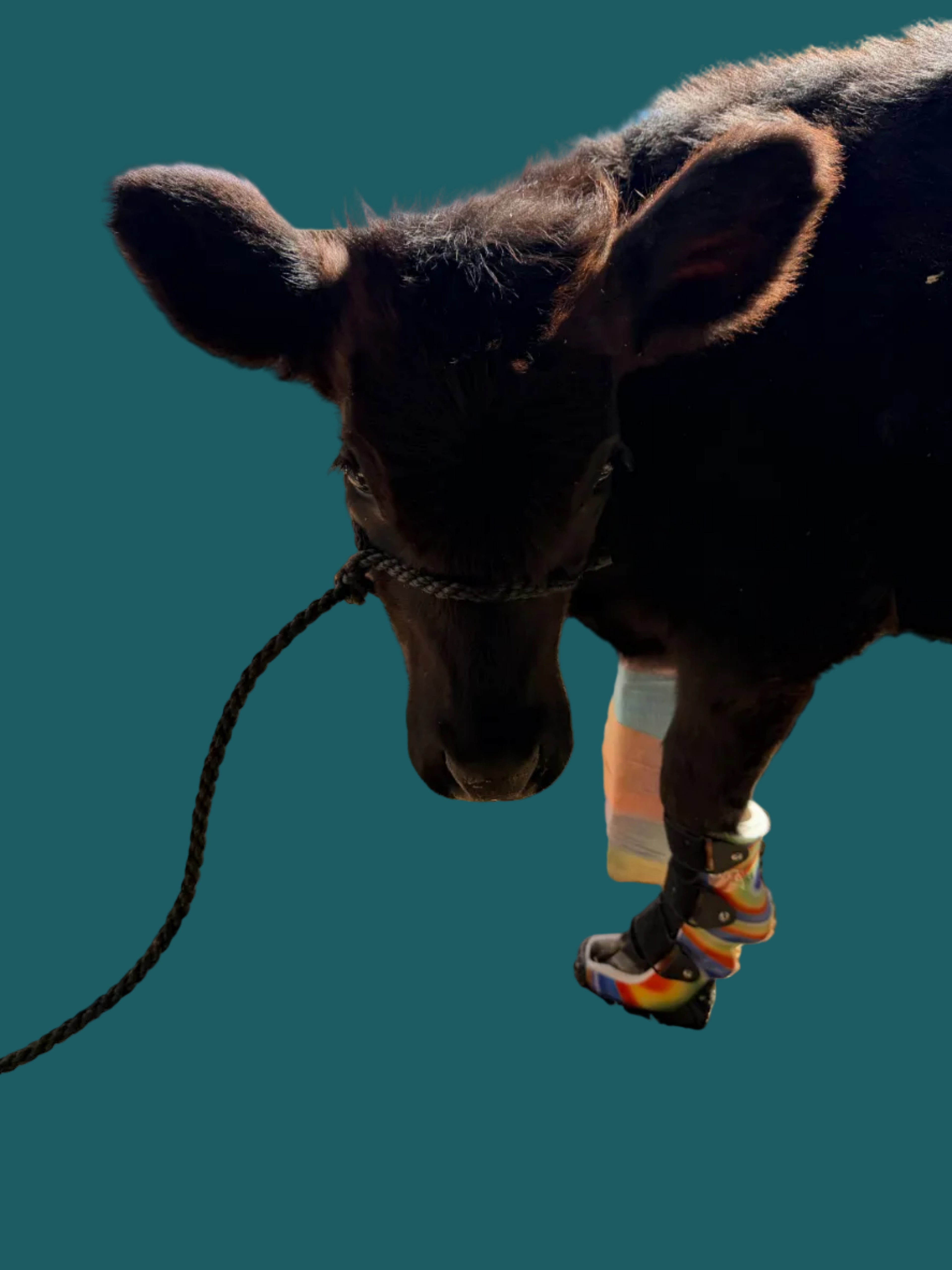 Livestock