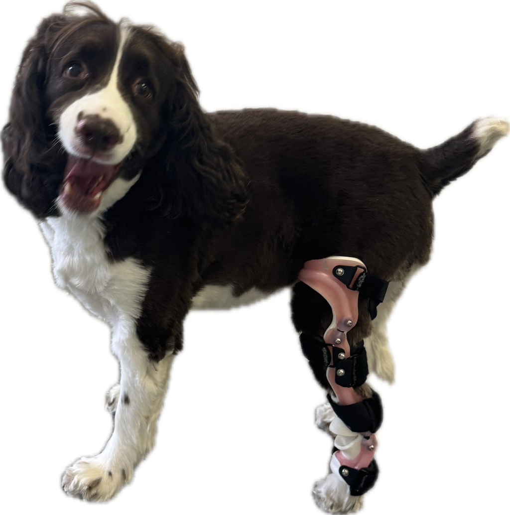 ExoPets Stifle Orthosis