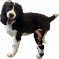 ExoPets Stifle Orthosis