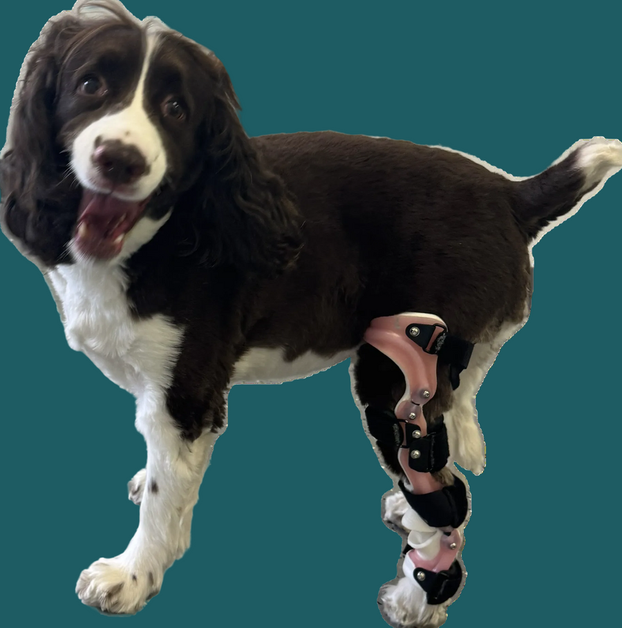 ExoPets Stifle Orthosis