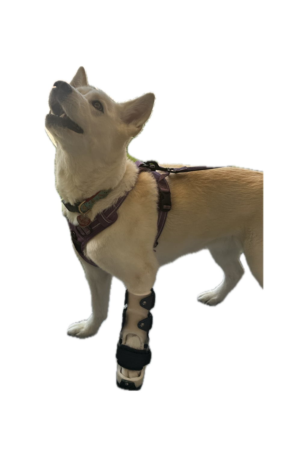 ExoPets Carpus Orthosis