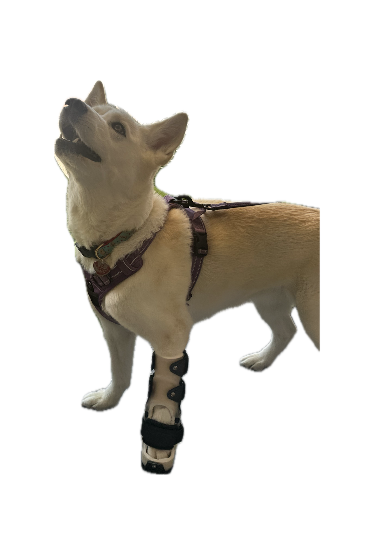 ExoPets Carpus Orthosis