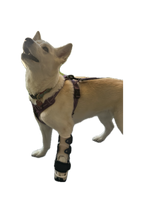 ExoPets Carpus Orthosis