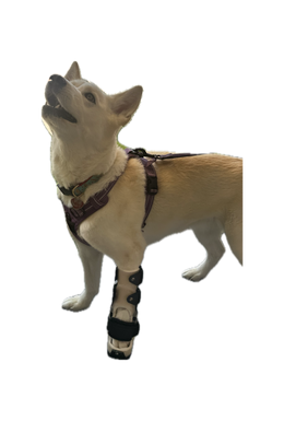 ExoPets Carpus Orthosis