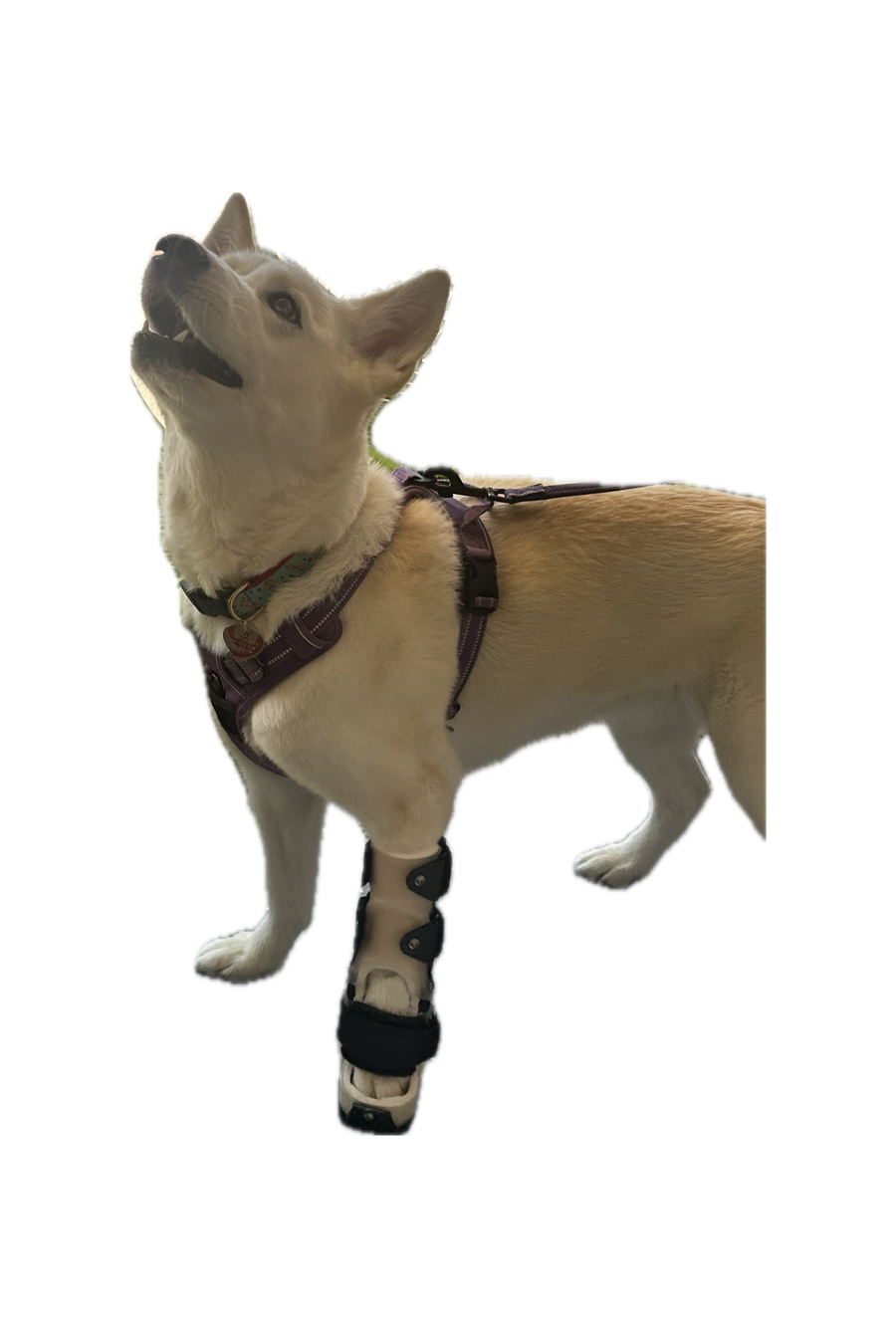 ExoPets Carpus Orthosis