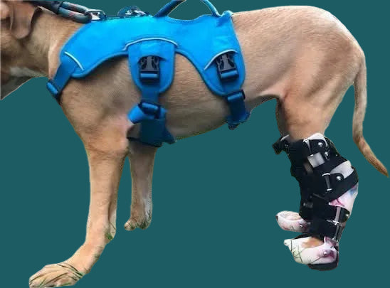ExoPets Tarsus Orthosis