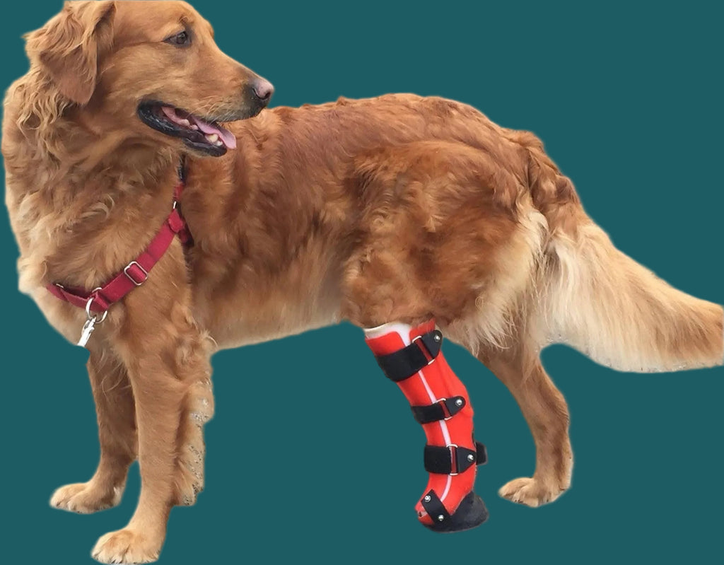 ExoPets Tarsus Orthosis