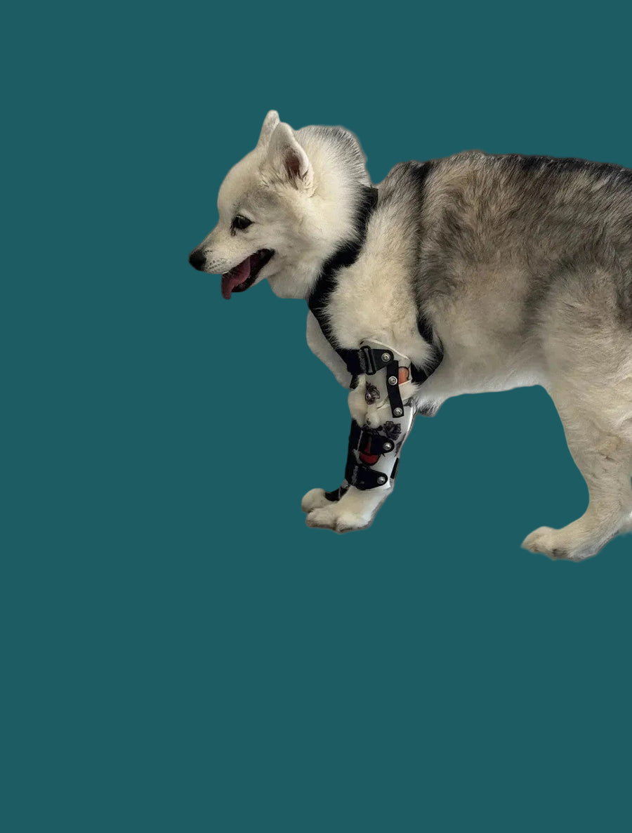 ExoPets Elbow Orthosis