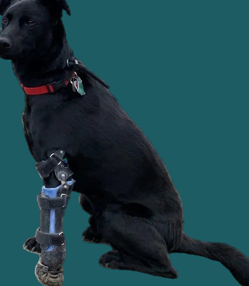 ExoPets Partial Prosthesis Case-by-case pricing (invoiced after review)