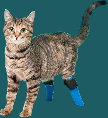 ExoPets Partial Prosthesis Case-by-case pricing (invoiced after review)