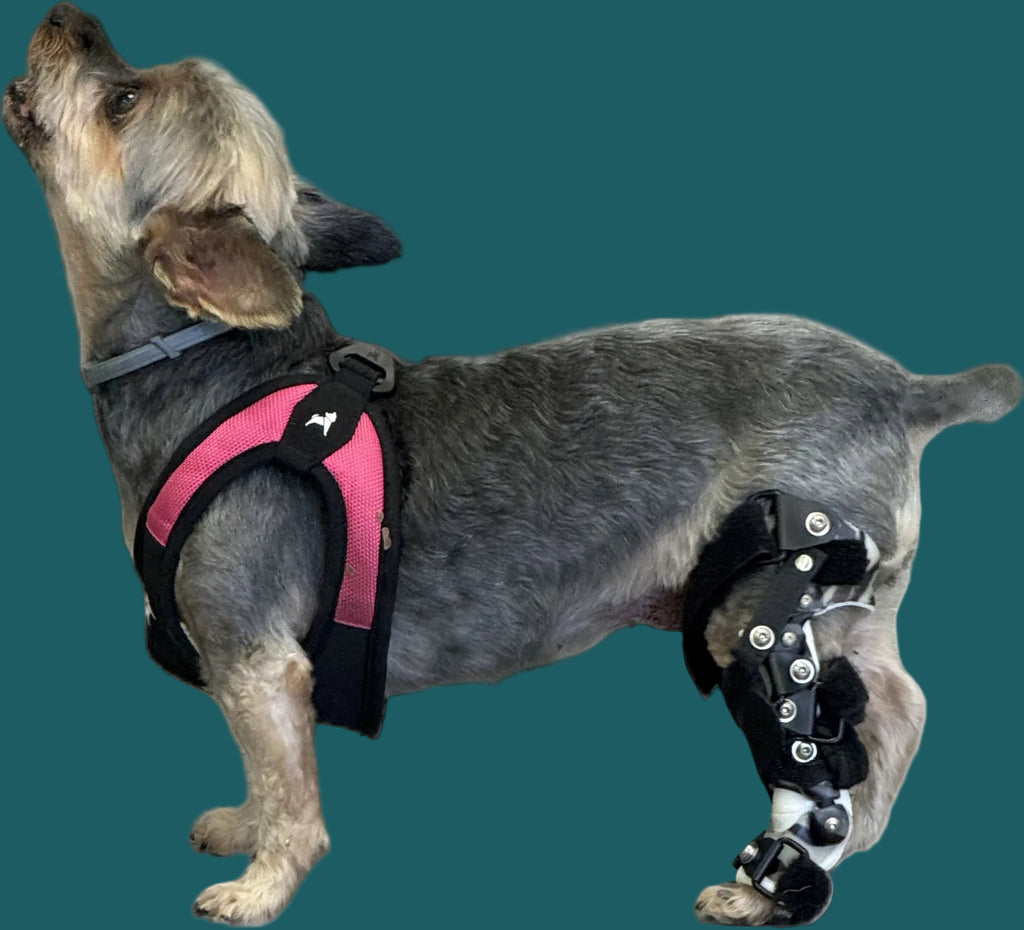 ExoPets Stifle Orthosis