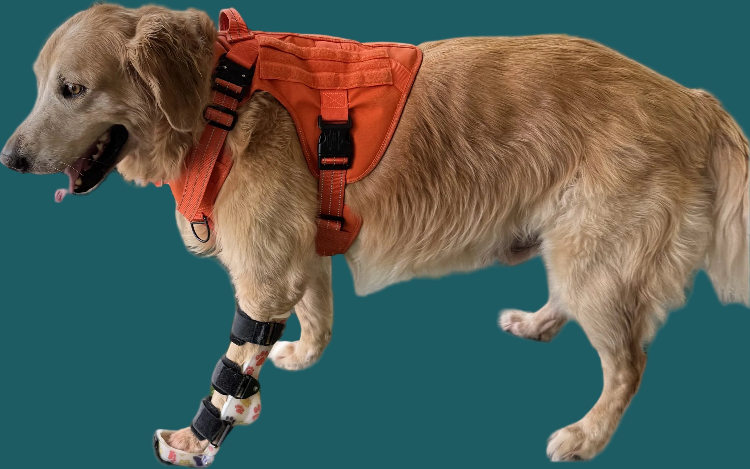 ExoPets Carpus Orthosis